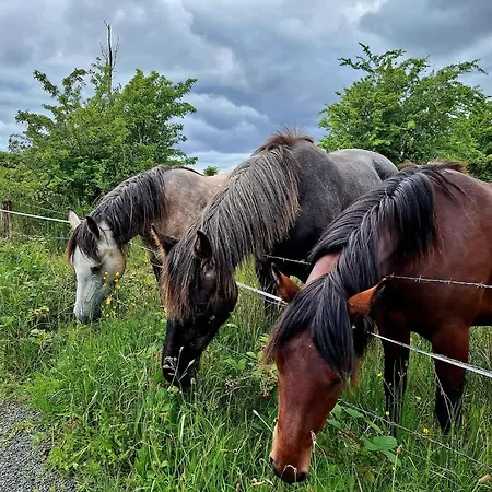 Teachin Milis Moineir ボイル