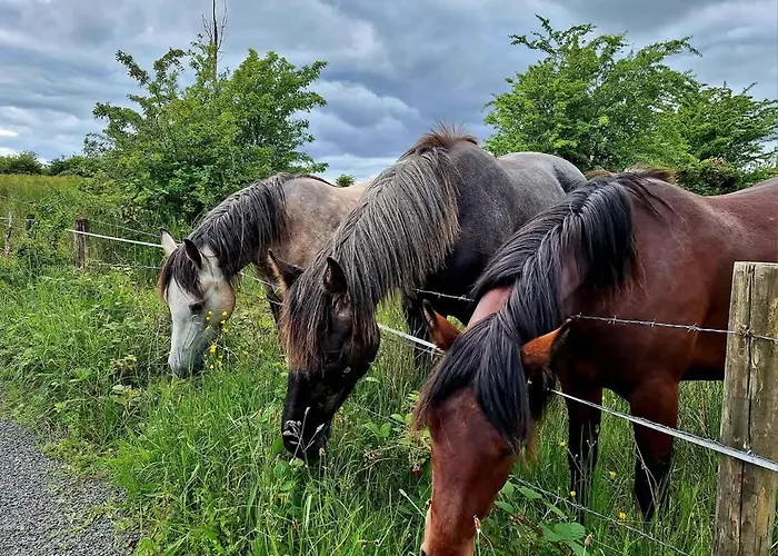 Teachin Milis Moineir Boyle